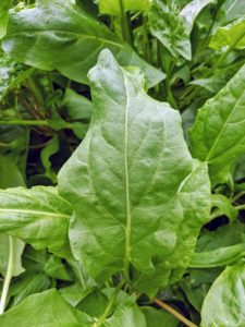 Sorrel is a small edible green plant from the Polygonaceae family, which also includes buckwheat and rhubarb. The leaves have an intense lemony tangy taste.