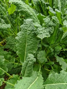Kale is related to cruciferous vegetables like cabbage, broccoli, cauliflower, collard greens, and brussels sprouts. There are many different types of kale – the leaves can be green or purple in color, and have either smooth or curly shapes.