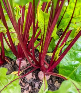Beets are sweet and tender – and one of the healthiest foods. Beets contain a unique source of phytonutrients called betalains, which provide antioxidant, anti-inflammatory and detoxification support.