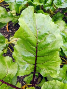 Beet greens and the stems are edible and make a great substitute for any green such as spinach, Swiss chard, and bok choi. They can be steamed, sauteed, braised, added to soups, and eaten raw.