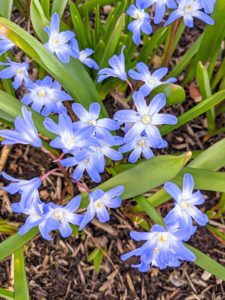 Chionodoxa, known as glory-of-the-snow, is a small genus of bulbous perennial flowering plants in the family Asparagaceae, subfamily Scilloideae, often included in Scilla.