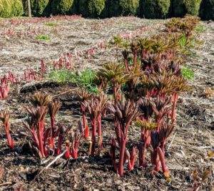 The herbaceous peony bed is also growing beautifully. In June, this garden bed will be overflowing with giant peonies in pink and white.