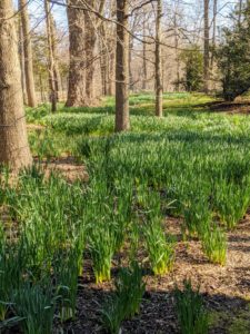 In my daffodil border, I planted early, mid and late-season blooming varieties so that when one section is done blooming, another is just opening up. Consider this strategy to lengthen the blooming season.