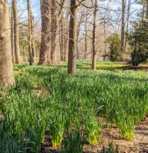 The original daffodil border was begun in 2003. It now stretches all the way down from my Summer House, past the stable, and ending at the Japanese maple grove.