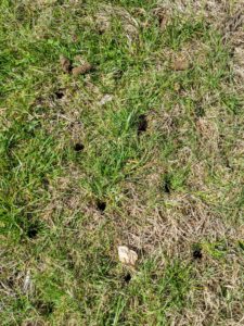 Here is a section of grass where the core aerator passed. The aerator removes soil plugs approximately two to three inches deep and about three inches apart.