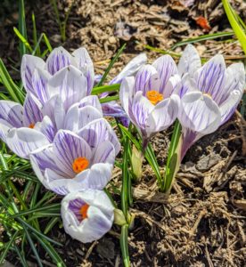 Here are purple and white striped croci growing in the back border of my pergola in front of a row of bold green boxwood.