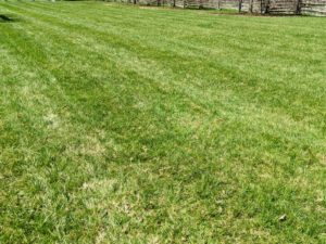 This is my "soccer field" lawn, where my grandson, Truman loves to play soccer whenever he visits. This lawn was also aerated.