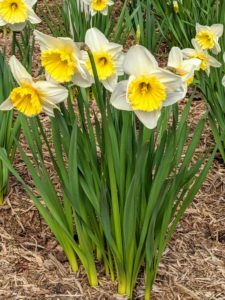 Narcissus is a genus of spring perennials in the Amaryllidaceae family. They’re known by the common name daffodil. The flowers are generally white, orange or yellow with either uniform or contrasting colored tepals and corona.