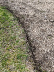 Here is the finished line made by the edger. This task can also be done manually with a spade, but because this daffodil border is so long, it is a lot easier to use our Little Wonder.