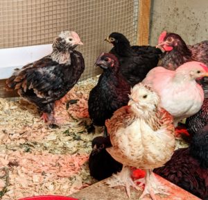 Chickens are not difficult to keep, but it does take time, commitment and a good understanding of animal husbandry to do it well. I have been raising chickens for many years.