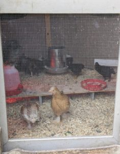 After about three weeks, they go down to a brooder in one of the coops - half of the coop is sectioned off just for these babies until they are old enough and big enough to go outdoors and mingle with the others.