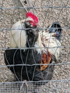 I’ve raised many different chicken breeds and varieties over the years – they are all so beautiful to observe. I am fascinated by their many colors and feather patterns.