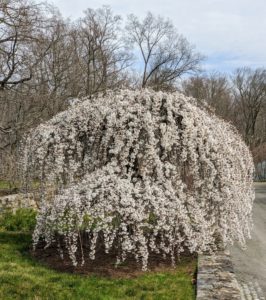 And here is one of two weeping cherry trees down behind my stable. A weeping cherry tree is at its best when the cascading branches are covered with pink or white flowers.