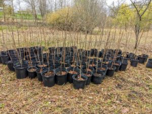These trees first arrived as bare-root cuttings. Bare-root cuttings are plants that are removed from the earth while dormant and stored without any soil surrounding their roots. We pot them up and nurture them for some time before they are planted in more permanent locations. Now they are ready to be transplanted in the wetland woods.