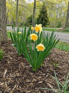 Depending on the type of cultivar and where it was planted, the daffodil’s flowering season can last up to several weeks.