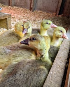 At this stage, goslings need a safe place to sleep that is dry, but not droughty. Goslings also need to be kept warm for the first few weeks, until they have sufficient feathers to help maintain and regulate their body temperatures.