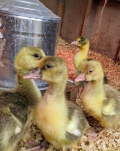 They have lots of fresh drinking water in their brooder – it is changed several times a day.