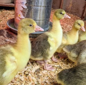 Geese grow much more quickly than chicks and peachicks, so it won’t be long before the goslings outgrow this enclosure and move into another area with access to the outdoors.