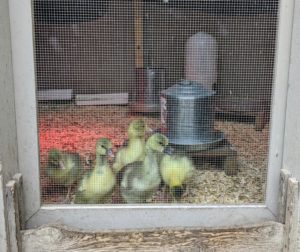 These adorable goslings were hatched right in my kitchen and then housed in my Winter House for almost two weeks. Now they are in a brooder in one of the coops – half of the coop is sectioned off just for these babies until they are old enough and big enough to go outdoors and mingle with the others.