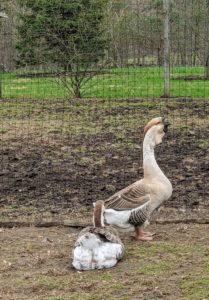 This is my pair of Brown African Geese – a breed of domestic goose derived from the wild swan goose. The African goose is a massive bird. Its heavy body, thick neck, stout bill, and jaunty posture give the impression of strength and vitality.