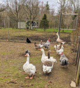 On the other side of the complex are the parents, keeping watch over all the chickens. Do you know… a goose is actually the term for female geese, male geese are called ganders. A group of geese on land or in water is a gaggle, while in the air they are called a skein, a team or a wedge.
