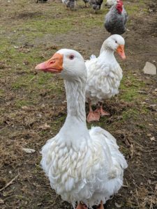 These are two of my Sebastopol geese. The Sebastopol goose originated in southeastern Europe and is named after the Russian city. Their plumage on the head and upper two-thirds of the neck is smooth, and the feathers on the breast and underbody are elongated and well-curled.