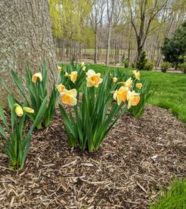 The daffodils in the willow grove were the first to open. Narcissi tend to be long-lived bulbs, which propagate by division but are also insect-pollinated.
