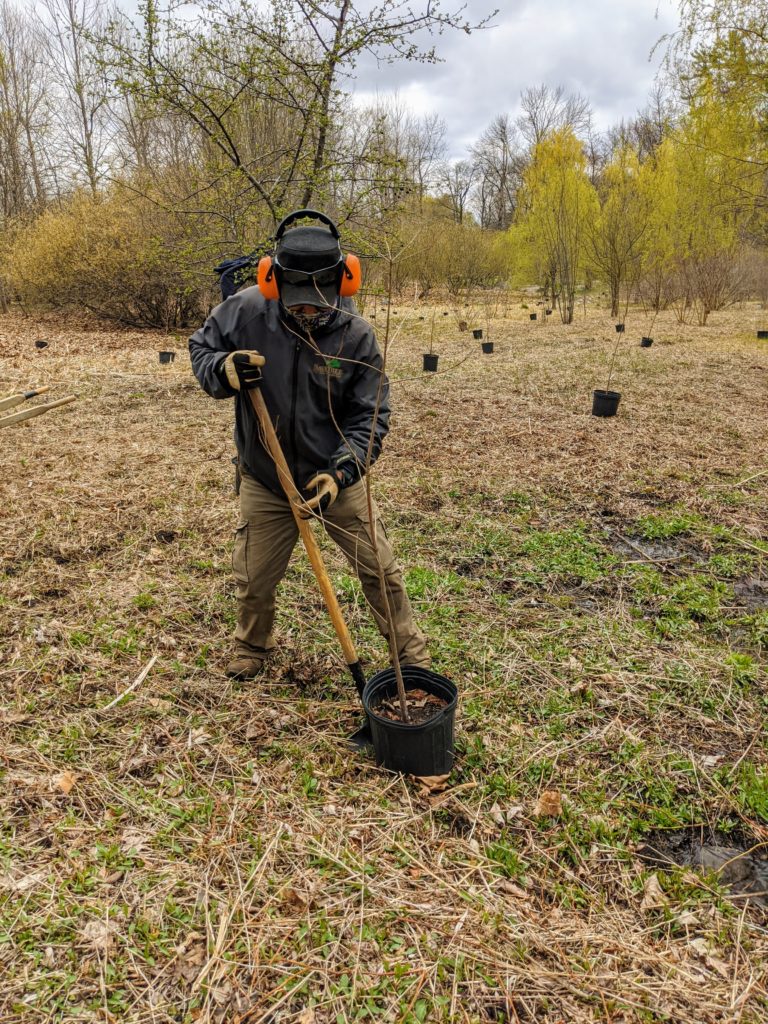 bald planting dawa digging themarthablog