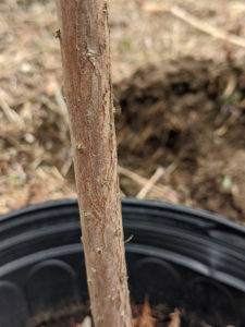 The bark of the bald cypress is brown to gray and forms long scaly, fibrous ridges on the trunk. Over time, these ridges tend to peel off the trunk in strips.