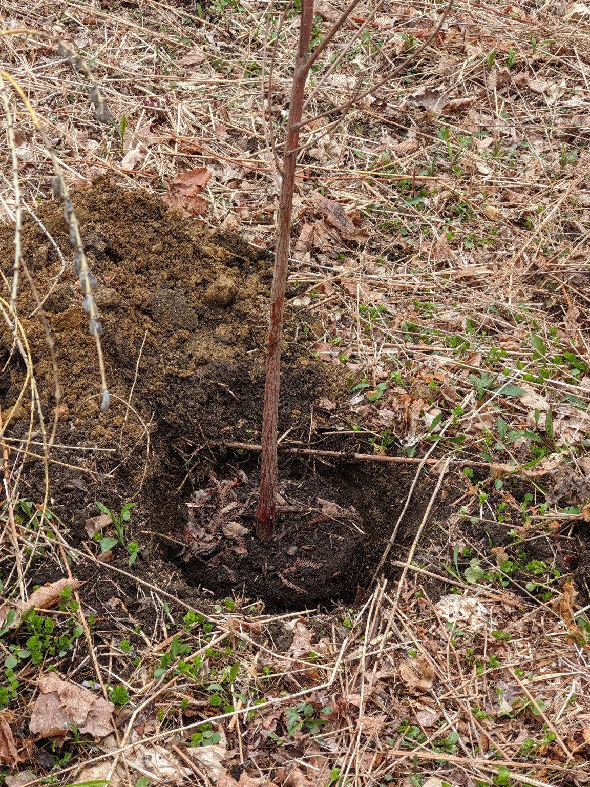 Planting Bald Cypress Trees The Martha Stewart Blog