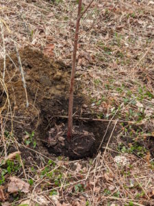 Each tree is planted to the height it was in the pot. Planting a tree too deep can kill it. “Bare to the flare” is the rule of thumb. Look for the root collar or root flare – the bulge just above the root system where the roots begin to branch away from the trunk. The root flare should be just above the soil surface.