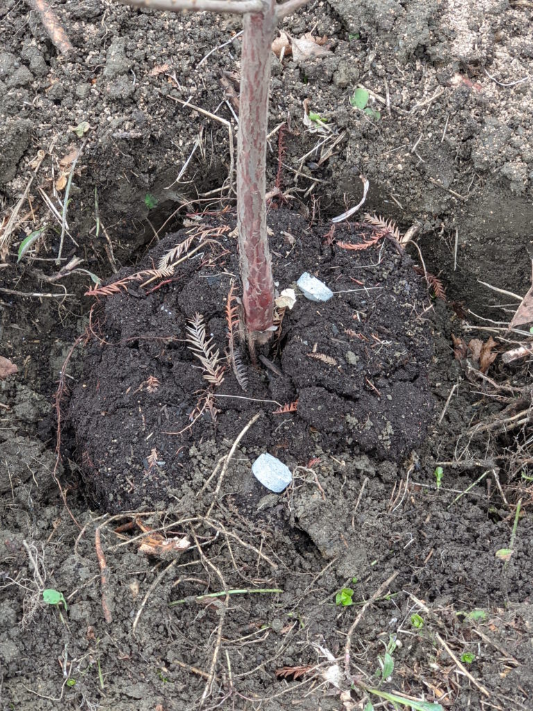 Planting Bald Cypress Trees - The Martha Stewart Blog