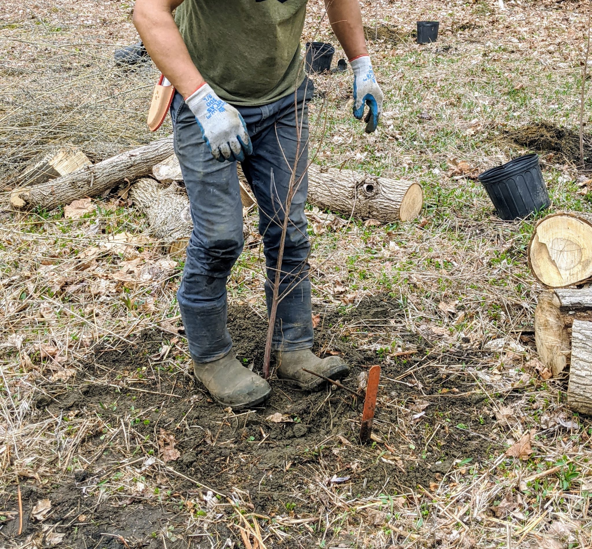 Planting Bald Cypress Trees The Martha Stewart Blog