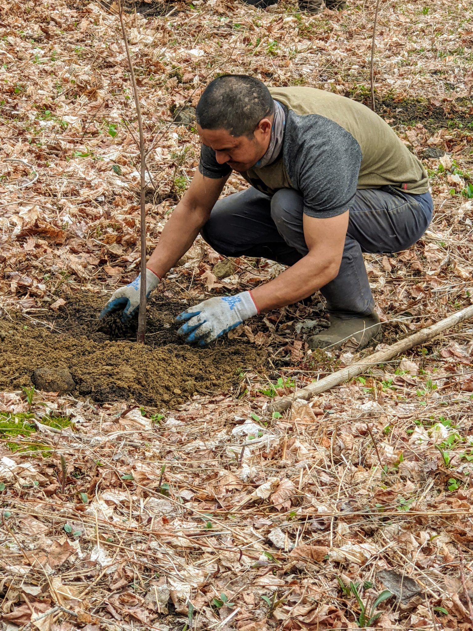Planting Bald Cypress Trees The Martha Stewart Blog