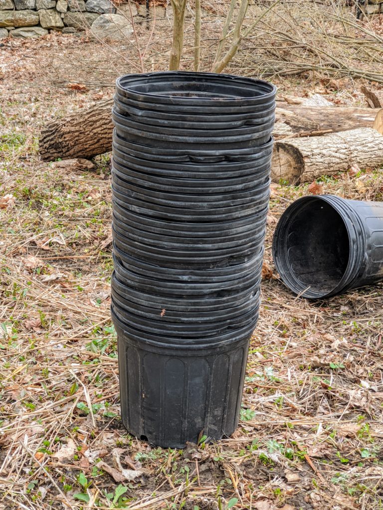 Planting Bald Cypress Trees The Martha Stewart Blog