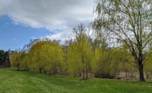 The wetland woods is situated just behind my grove of weeping willow trees. The bold green bald cypress will look so beautiful behind these yellow-gold willows.
