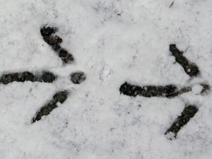 Here are the large wild turkey prints in the snow.