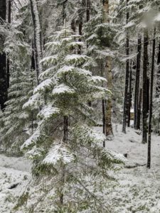 Here is a young spruce tree with its branches weighed down by the heavy wet snow.