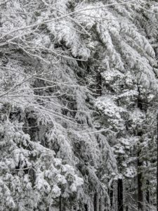 The trees always look so pretty covered in snow. In this area are lots of hemlock, cedar and spruce trees.