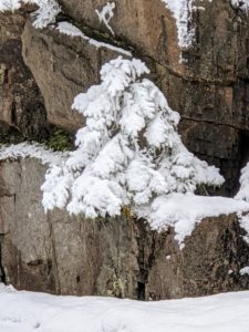 These branches on the stone wall are almost unrecognizable covered in white.