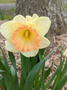 And last week, they were bursting with life. Daffodil bulbs should be planted where there is full sun or part shade. Most tolerate a range of soil types but will grow best in moderate, well-drained soil.