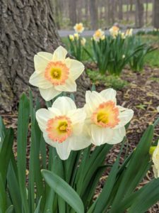 Daffodils tend to resist deer, rabbits, squirrels, chipmunks, and other pests. Most of them do not enjoy the taste of bulbs in the Narcissi family.