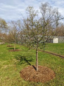 When planting Sargent crabapples, be sure to select an area that gets full sun or at least six hours of direct, unfiltered sunlight each day.