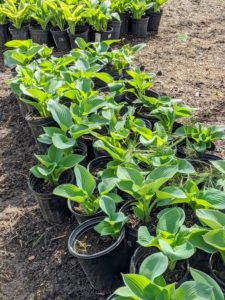 Hundreds of young hosta plants are taken to the new location by cultivar so they can be positioned properly before planting.