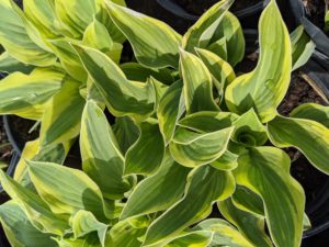 Among the hostas we're planting is ‘Wide Brim’ with its dark green leaves and wide, yellow, irregular margins. This variety prefers full shade for most of the day.