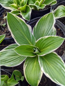 This variety is called ‘Francee’ with dark green, heart-shaped leaves and narrow, white margins. A vigorous grower, this hosta blooms in mid to late summer.