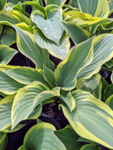 'Regal Splendor’ is a large hosta featuring thick, wavy-undulate, blue-gray leaves with irregular creamy white to pale yellow margins and cuspidate tips. Bell-shaped, lavender flowers bloom in mid to late summer.