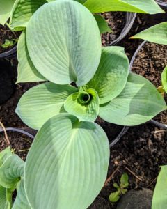 We also have Hosta ‘Blue Angel’. This is one of the larger varieties. It has huge, heart-shaped, blue-green leaves and matures to three-feet tall and four-feet wide. It is also quite popular because it is slug resistant.