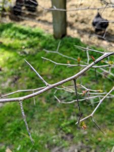 This tree is also known as cockspur thorn because it sports numerous long, sharp thorns along its horizontal branches. A grouping of these trees makes an excellent protective barrier or living fence. Hawthorns prefer a well-drained, slightly acidic soil.