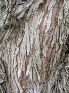 The bark of the dawn redwood becomes deeply fissured as the tree matures.